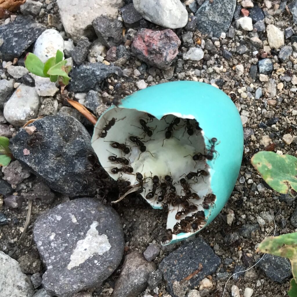 Empty robin's egg filled with ants, cleaning it out. 