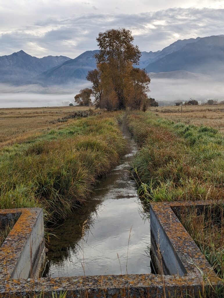 Distribution box with running ditch, large cottonwood and Absaroka range in background.